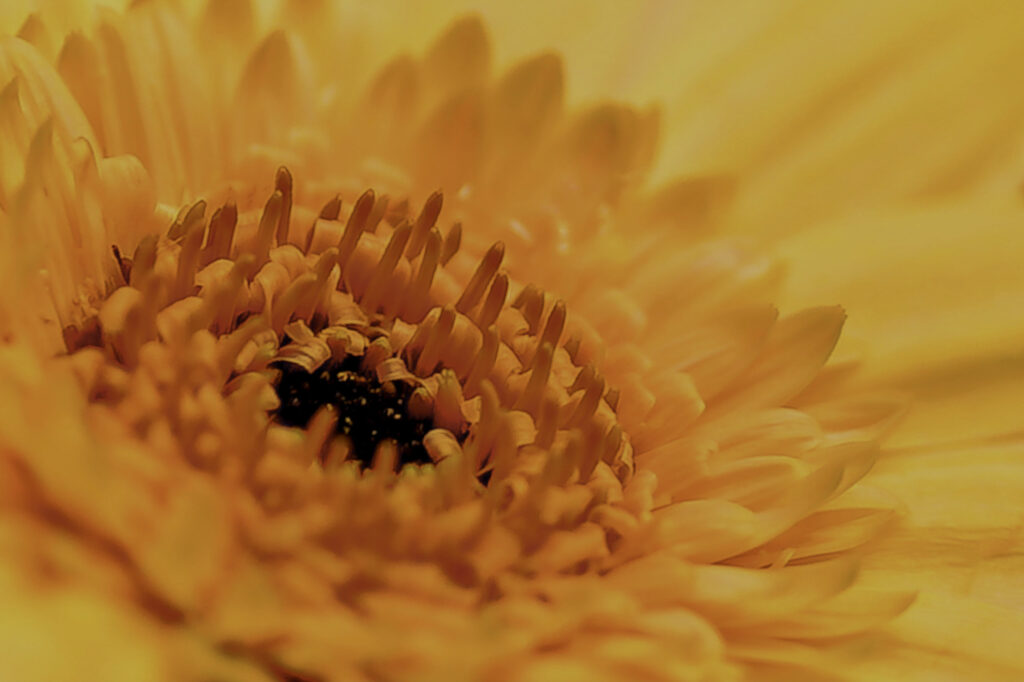 Praktijk voor Holistisch Coaching
